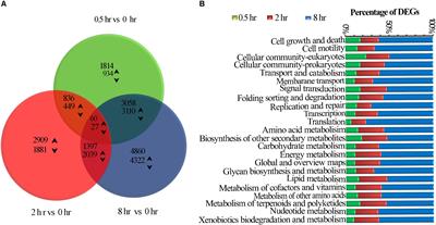 UV-B Induces Distinct Transcriptional Re-programing in UVR8-Signal Transduction, Flavonoid, and Terpenoids Pathways in Camellia sinensis